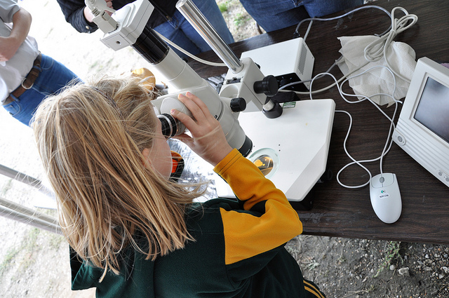 A young girl looks through a microscope at North Dakota State University. Today, the scientific workforce, including academia, industry and the government, is one-third women, according to the National Science Foundation. [Image credit: Flickr user David Haasser]