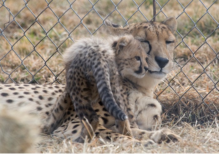 The cheetah has been critically endangered for decades. Between 7,000 and 10,000 cheetahs are left in the wild—the majority in Africa—down from 100,000 in 1900, and habitat destruction and human conflict continue to decrease their numbers.  Credit: Smithsonian's National Zoo/Flickr