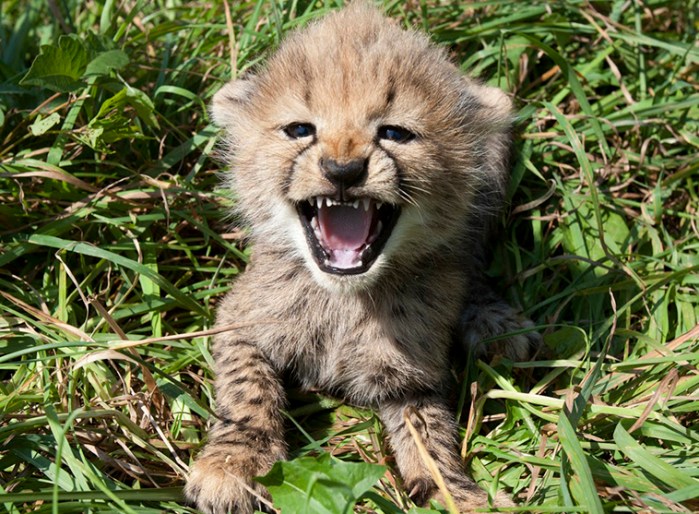 One of the five cubs born naturally to mother Amani at the National Zoo's Smithsonian Conservation Biology Institute in May 2011. The zoo is working to build captive cheetah populations via natural and assisted breeding programs as well as study the basic biology of this charismatic big cat.[ Less ]  [ Link to this slide ]  Credit: Mehgan Murphy, Smithsonian's National Zoo
