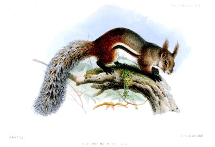 Wikimedia Commons/Joseph Wolf