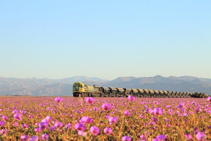 atacama-has-turned-into-a-floral-oasis
